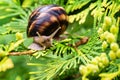 Close-up of beautiful grape snail Helix pomatia, Roman snail, Burgundy snail, edible snail or escargot Royalty Free Stock Photo