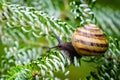 Close-up of beautiful grape snail Helix pomatia, Roman snail, Burgundy snail, edible snail or escargot on the silver needles Royalty Free Stock Photo