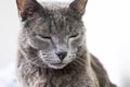 close-up of a beautiful gray cat purrs on a light background, Royalty Free Stock Photo