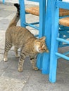 Close-up of a beautiful gray fat tabby cat rubs against a blue chair in a street cafe. Street cats beg for food. Beautiful cats, Royalty Free Stock Photo