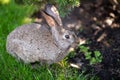 Close-up of a beautiful gray rabbit eating on a green grass lawn. Hare sits on green grass in summer on a sunny day. Vegan and Royalty Free Stock Photo