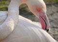 Pink Flamingo / Phoenicopterus Roseus Preening Royalty Free Stock Photo