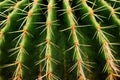 Close Up Beautiful Green Cactus thorn