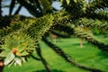 Close-up of a beautiful green geometric rose, a branch of araucaria araucana on the background of a green garden