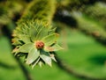 Close-up of a beautiful green geometric rose, a branch of araucaria araucana on the background of a green garden