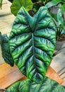 Close up of a beautiful green leaf of Alocasia Sinuata Quilted Dreams