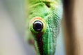 Close up green lizard eye Royalty Free Stock Photo