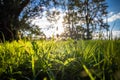 Close up of Beautiful green meadow and trees with sun back lighting Royalty Free Stock Photo