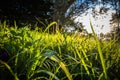 Close up of Beautiful green meadow and trees with sun back lighting Royalty Free Stock Photo