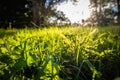 Close up of Beautiful green meadow and trees with sun back lighting Royalty Free Stock Photo