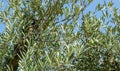 Close-up beautiful green olives on branches olive trees Olea europaea in city park Krasnodar. Public landscape `Galitsky park`