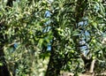 Close-up beautiful green olives on branches Olive trees Olea europaea in relic 200 year old olive grove in Aivazovsky landscape