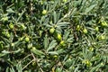 Close-up beautiful green olives on branches Olive trees Olea europaea in relic 200 year old olive grove in Aivazovsky landscape