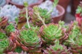 Close up beautiful green and pink Aeonium kiwi succulent plant in a botanical garden.