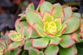 Close-up beautiful green-pink Kiwi Aeonium in a botanical garden.