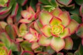 Close-up beautiful green-pink Kiwi Aeonium in a botanical garden.