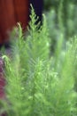 A close up of beautiful green plants Royalty Free Stock Photo