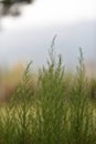 A close up of beautiful green plants Royalty Free Stock Photo