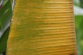 Close-up of beautiful green and yellow banana leaves, tree, leaf texture, yellow banana leaves Royalty Free Stock Photo