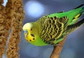 Close up of a beautiful green and yellow parakeet bird