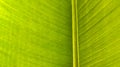 Close-up of a beautiful greeny young leaf of banana tree Royalty Free Stock Photo