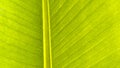 Close-up of a beautiful greeny young leaf of banana tree Royalty Free Stock Photo