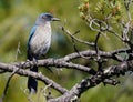 Close up of a Grey Breasted Jay perched on a pinion pine tree branch.