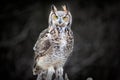 Beautiful Grey horned owl Royalty Free Stock Photo