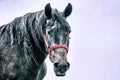 A horse in the Transylvanian mountains