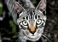Close up Of Beautiful Grey Striped Feral Cat