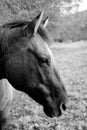 Black and White Horse Royalty Free Stock Photo