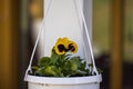 Close-up of a beautiful hanging basket with pansy flowers for outdoor decoration Royalty Free Stock Photo