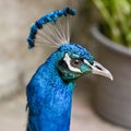 Close Up of beautiful Head peacock Royalty Free Stock Photo