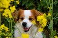 A close up of a beautiful head portrait of a white and brown mixed dog in the rape seed field Royalty Free Stock Photo