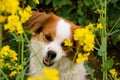 A close up of a beautiful head portrait of a white and brown mixed dog in the rape seed field Royalty Free Stock Photo