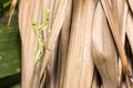 Close up beautiful and healthy green praying mantis climb up brown leaf