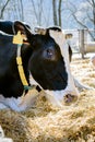 Close up beautiful healthy holstein cow lying on hay in stable