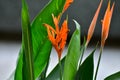 Close-up of Beautiful heliconia or bird of paradise tropic flower in the street