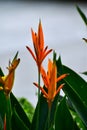 Close-up of Beautiful heliconia or bird of paradise tropic flower in the street