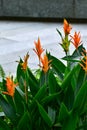 Close-up of Beautiful heliconia or bird of paradise tropic flower in the street