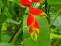 Close up of a beautiful heliconia flower in a garden