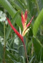 beautiful Heliconia flowers