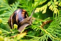 Close-up of beautiful Helix pomatia, Roman snail, Burgundy snail on bright yellow-green texture needles of Thuja occidentali