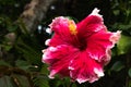 Close-up of beautiful hibiscus deep pink white edged flower blossom in full bloom in Hawaii paradise, floral garden background, tr Royalty Free Stock Photo