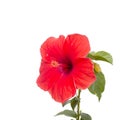 Close-up beautiful Hibiscus Flower Royalty Free Stock Photo