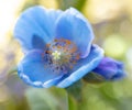 Beautiful close up of Himalayan Blue Poppy