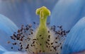 Beautiful close up of Himalayan Blue Poppy