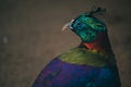 A Close up of a beautiful Himalayan Monal