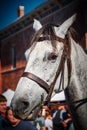 Close up of a beautiful horse face during Applefest parade