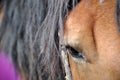 Close-up of a beautiful horse`s eye Royalty Free Stock Photo